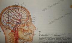 Обзор иннервации кожи, мышц и органов по областям Глубокая область лица